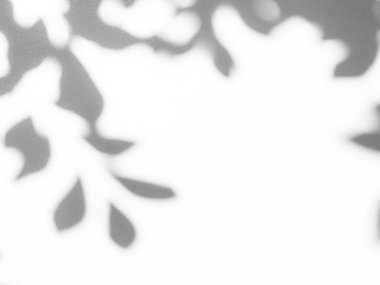 Gölge Efekti Siyah Çerçeve Gri Yaprak Kaplaması Ağaç Yaprakları Tropik Yazı Yaprakları Beyaz Yer Soyut Güneş Işığı Arkaplanı Minimum Model 3d Bg Duvarı Güneş Sahnesi.