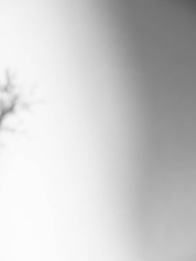 Gölge Efekti Siyah Çerçeve Gri Yaprak Kaplaması Ağaç Yaprakları Tropik Yazı Yaprakları Beyaz Yer Soyut Güneş Işığı Arkaplanı Minimum Model 3d Bg Duvarı Güneş Sahnesi.