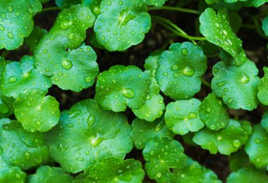Centella asiatica, Gotu Kola Yeşil Yapraklar Taze Arkaplan, Oraganic Yaprak Bitkisi Yağmur Suyu Dokusuyla Bitkisel Asyalı Çiğ Gıda Sebze ve İlaç Güzelliği Kozmetik, Gardent Doğa Tropikal Yazı.
