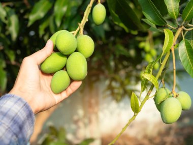 Mango Ağacı, Çiftçi Holding Mangoları Bahçe Organik Tarım Bahçesinde Yeşillik Ağacı, Yaz Tropikal Meyveleri Asya Tayland, Tarım Ürünleri İşçisi Açık Hava Ürünleri.