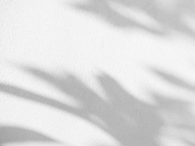 Gölge Arkaplan Arkaplanı Ayrıntılı Duvar Işığı Efekti Beyaz Bitki Arka Planı Moda Minimum Baharı Gri Görüntü Görüntü Şablonu Poster Kartı.