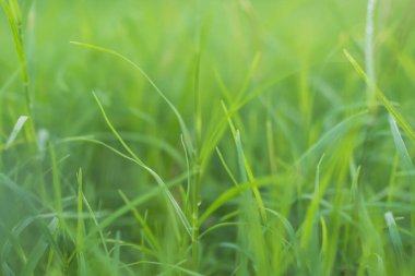 Çimen Bulanık Arkaplan Baharı Bokeh Bahçesi Parlak Paskalya Yazı Taze Bahçe Çimleri Plark Yeşillik Efekti Yumuşak Odaklı Büyüme Bitki Model Sıfır Karbon Çevre Sistemi.