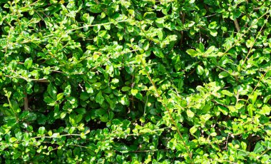 Yeşil Yaprak Ficus anulata Blume, Banyan Tree Hedge Blume Desen Doğa Doku Tasarımı Duvar Büyümesi Duvar Kağıdı Santrali Park Yeşilliği Doğal Botanik Ortamı.