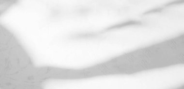 Gölge Arkaplan Arkaplanı Ayrıntılı Duvar Işığı Efekti Beyaz Bitki Arka Planı Moda Minimum Baharı Gri Görüntü Görüntü Şablonu Poster Kartı.