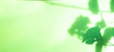 Yeşil Sarı Gölge Soyut Arkaplan Yaprak Kaplaması Yaprak Doğal Çimento Duvarı Platformu Moda Ürün Kozmetik Yazı Tropikal Şablon Şablonu Eko Arkaplan Ortamı.