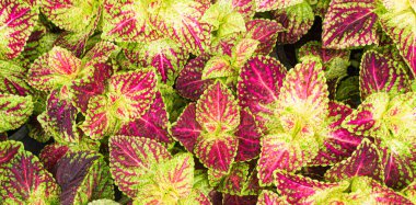 Painted nettle,Red coleus,Coleus blumei,unique leaf patterns Growth Plant Park Patter Background Nature Outdoor, Edcoration Garden, Envrionment Eco Backdrop Concept.