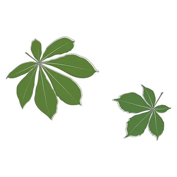 Set Vector Chestnut Leaf Outline Coloured Icon Simple Chestnut Leaves — Vector de stock