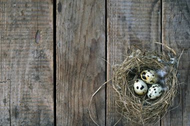 Üzerinde boş bir kuş yuvası bulunan taşralı ahşap arka plan, doğa basitliğini ve kırsal yaşamı sembolize ediyor. Kırsal yaşam biçimleri ve doğal arka planlar için mükemmel.