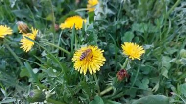 Taze bahar çimlerinde açık sarı karahindibalar. Arılar etkin bir şekilde nektar topluyor ve tozlaşıyorlar. Doğa eğitimi için mükemmel, çevre dostu görseller, biyolojik çeşitlilik konuları ve sürdürülebilir tarım