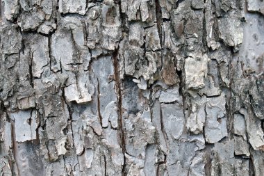 Kaba ağaç kabuğu dokusunun doğal gri ve kahverengi tonlarıyla yakın plan doğa için mükemmel arka plan kırsal organik yüzey tasarımları ve ekolojik çevre projeleri