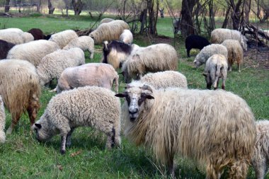 Ormanın yakınındaki yemyeşil çayırlarda otlayan koyunların yakınları çiftlik hayvanları için mükemmel kırsal yaşam tarzı ve kırsal doğa temaları.