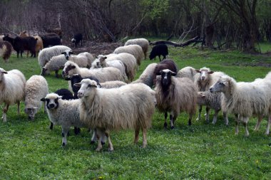 Koyun ve kuzuların ailesi kırsal kesimdeki taze yeşil çayırlarda huzur içinde otluyor. Çiftlik hayvanları için mükemmel yaşam terfileri ve doğal manzara tasarımları için.