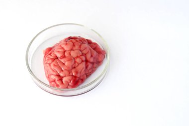 Petri kabındaki sığır beyni doğal ışık altındaki iç yapıyı ve beyaz maddeyi ortaya çıkarıyor. Eğitim amaçlı laboratuvar arka planında bilimsel anatomik ham organ görüntüsü.