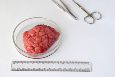 Çiğ sığır beyni yuvarlak şeffaf kabın içinde beyaz yüzeyde cetvel ve cerrahi aletlerle sergileniyor. Laboratuvar durumundaki anatomik doku örneklerinin bilimsel gözlemi.