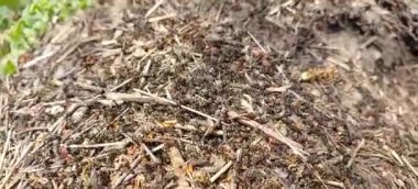 Orman ortamında hareketli bir karınca tepesinin yakın görüntüsü. İşçi karıncalar tüneller ve giriş arasında kaotik bir şekilde hareket ediyorlar. Doğal yaşam sahnesi. Doğal ortamlarında böcekler var..