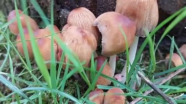 Nemli orman toprağında yetişen yabani mantar kümesi. Çimlerle çevrili. Yumuşak doğal ışıkla çekilmiş. Ekolojik görüntüler, orman hayatı kavramları ve doğal besin tasvirleri için harika..