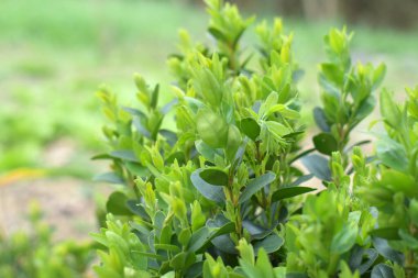 Bahçede yetişen sık yeşil yapraklı genç boxwood çalı doğal gün ışığı altında dekoratif veya özel amaçlı peyzaj yapımında kullanılır.