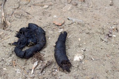 Kuru toprakta biyolojik atıkları temsil eden iki kara hayvan dışkısı ve doğal ortamlarda olası bir kirlenme kaynağı ihtiyatı ve hijyen bilincini gerektirir.