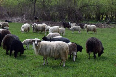 Bir grup beyaz ve kara koyun bahar çayırlarında otlayıp huzurlu bir kırsal alan yaratıyorlar. Çiftlik hayatı görselleri, kırsal yaşam tarzı tasarımları ve doğa hayvancılık fotoğrafçılığı için mükemmel..