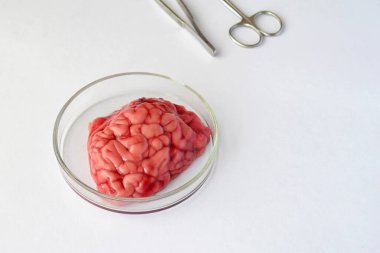 Cerrahi makas ve cetvelle yerleştirilmiş beyaz tıbbi arka planda şeffaf cam kapta bulunan sığır beyni örneği. Organ örneğinin bilimsel anatomik sunumu.