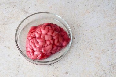 Petri kabındaki sığır beyni doğal ışık altındaki iç yapıyı ve beyaz maddeyi ortaya çıkarıyor. Eğitim amaçlı laboratuvar arka planında bilimsel anatomik ham organ görüntüsü.