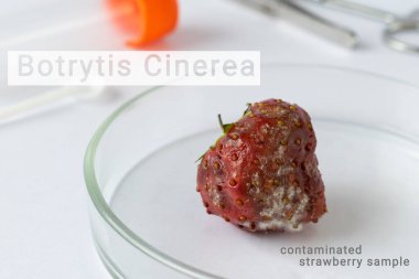  Botrytis Cinerea Mantar Sporlarından Etkilenen Çilekler İçin Derin Mikrobiyoloji Çalışması, Gıda Güvenliği Değerlendirmesi İçin Kontrol Altındaki Şımarık Özellikleri Gözlemledi