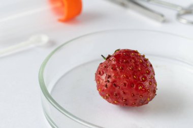 Laboratuvar incelemesi altında taze çilek örneği çürümenin erken belirtilerini gösteriyor. Meyve çürümesi deneyinin kontrol altındaki ilk aşaması.