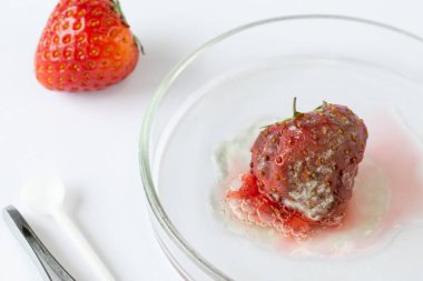 Botrytis cinerea, çilek yüzeyini agresif bir şekilde kaplayan küf mantarı, yiyeceklerin bozulması ve kirlenmesi ile ilgili bilimsel çalışmalar için makro detaylarda ele geçirildi.
