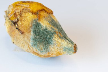 Gelişmiş küf istilası. Kurumuş kabuğun üzerindeki tüylü yeşil ve mavi mantar. Bilimsel gözlem altında oldukça bozulmuş meyve.