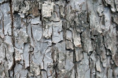 Kırsal arka plan ormancılık projeleri ve çevre dostu organik doku tasarımları için mükemmel toprak yüzeyli doğal ağaç kabuğunun ayrıntılı görüntüsü.