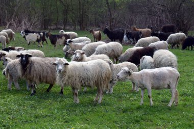 Yeşil çayırlarda otlayan çeşitli koyun sürülerinin yakınlaşması canlı bir kırsal çiftlik sahnesi yaratarak çiftlik hayvanlarının tanıtımı için mükemmel kırsal bölgelerde görseller ve hayvan çiftliği temaları yaratıyor.