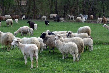 Kırsal alandaki açık yeşil alanda otlayan koyun sürüsü kırsal alanda çiftlik hayvanlarının tanıtımı ve doğa teması için mükemmel.