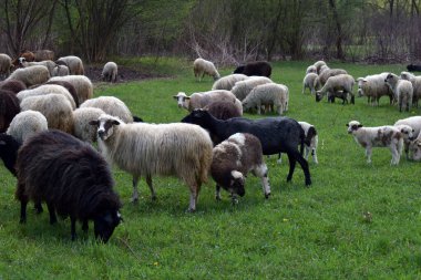 Kırsaldaki yemyeşil çayırlarda otlayan karışık yün rengine sahip koyun sürüsü. Kırsal tarım fotoğrafçılığı, çiftlik hayvanları promosyonları ve bahar otlakları için mükemmel..