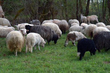 Ormanla çevrili taze yeşil çayırlarda büyük bir koyun sürüsü birlikte otluyor. Çiftçilik yaşam tarzı kavramları, kırsal hayvancılık görselleri ve doğa tarım promosyonları için ideal..