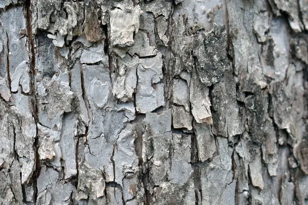 Kırsal arka plan ormancılık projeleri ve çevre dostu organik doku tasarımları için mükemmel toprak yüzeyli doğal ağaç kabuğunun ayrıntılı görüntüsü.