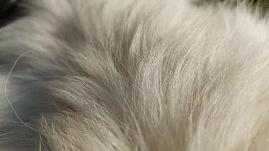 Beyaz Carpathian Çoban Köpeği kürkünün dokusu yumuşak tüylü palto detayı evcil köpek kılı desenli ev hayvanı eşliğinde ev hayvanı evcil hayvan yaşam tarzı.