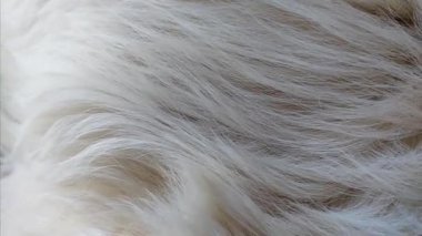 Beyaz Carpathian Çoban Köpeği kürkünün dokusu yumuşak tüylü palto detayı evcil köpek kılı desenli ev hayvanı eşliğinde ev hayvanı evcil hayvan yaşam tarzı.