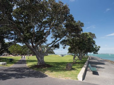 Auckland Limanı 'ndaki Devonport North Shore' daki Windsor Reserve Parkı. Yeni Zelanda..