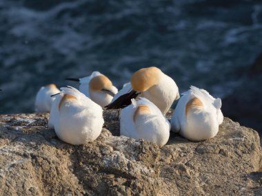 Üç sümsük kuşu (morus serrator) kafalarını rüzgara karşı korumak için tüylere gömdüler. Kuş davranışları.