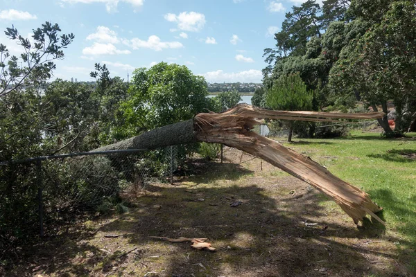 Following tropical storm Cyclone Gabrielle branch of a large tree can be seen snapped off breaking a fence.where the high winds have blown it over