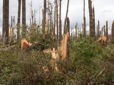 View of a pine forest after storm cyclone Gabrielle in New Zealand..Almost every tree has been snapped by severe high winds.Apocalyptic scene.Extreme weather.