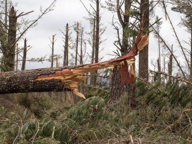 A close view of a snapped pine tree trunk in a forest after storm cyclone Gabrielle in New Zealand.Almost every tree has been snapped by severe high winds.Extreme weather event.Natural disaster