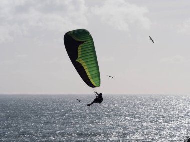 Etrafında deniz kuşları olan bir paraglider okyanusun üzerinde uçar.