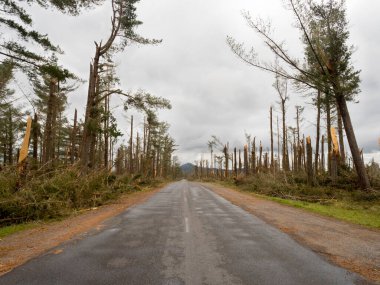Fırtına kasırgası Gabrielle 'i izleyen engin bir çam ormanından geçen bir yol. Şiddetli rüzgarlar yüzlerce ağacın gövdesini kırıp parçaladı. Kıyamet sahnesi. İklim değişikliği..