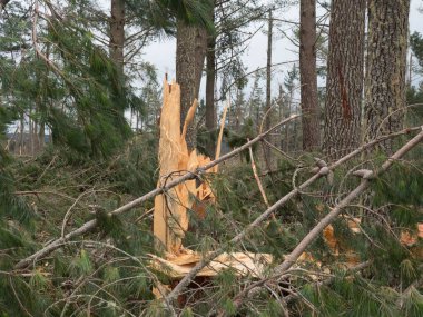 Çam ormanındaki bir ağaç fırtına sonrası koptu ve kırıldı Gabrielle şiddetli yel yağışı. İklim değişikliği..