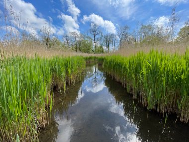 Bataklık yaşam alanı, arka planda sazlıklar ve ağaçlarla çevrili açık bir su kanalı gösteriyor. Mavi gökyüzü günü. Bulutlar yansıyor.