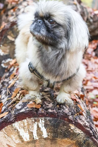 Perro Pekinés Pequeño Adulto Caminar Bosque Otoño Otoño Marrón —  Fotos de Stock