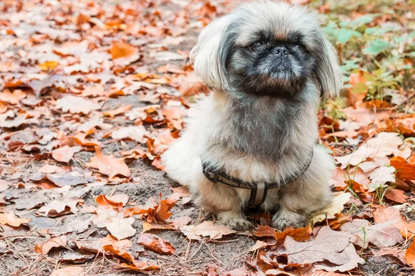 Ενηλίκων Μικρό Σκυλί Πεκινουά Περπατήστε Στο Φθινόπωρο Δάσος Φθινόπωρο Καφέ — Φωτογραφία Αρχείου