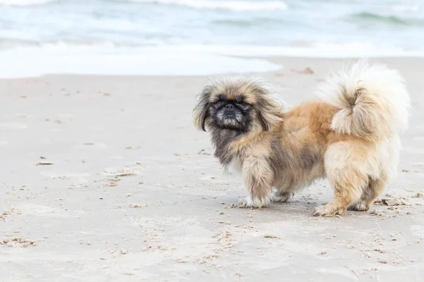 Lindo Cachorro Pekinés Rojo Corre Felizmente Por Playa Arena Mascota —  Fotos de Stock
