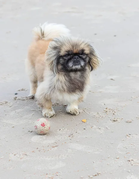 귀여운 마리가 모래가 해변을 행복하게 달립니다 클로즈업 해변을 걸으라 — 스톡 사진